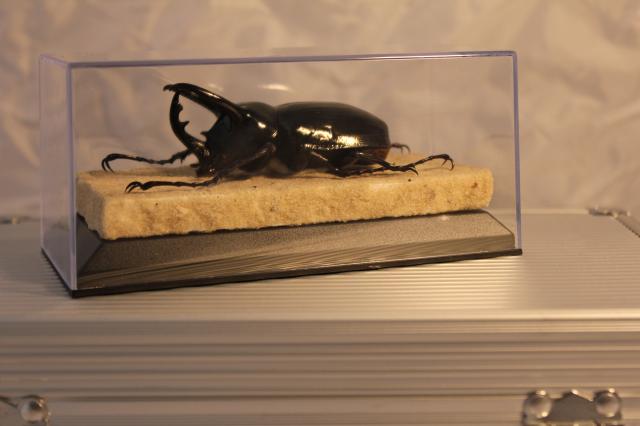 Nashornkäfer Chalcosoma atlas - Sonst Insekten - Altenburg