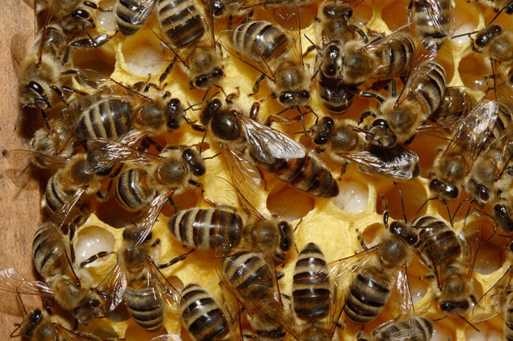 Bienenvölker, Bienenvolk, Ableger, Bienen, Imker, Imkerei - Bienen - Pottenstein