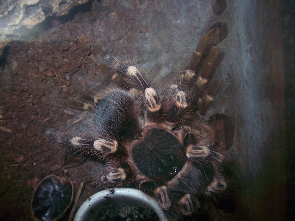 Hübsche Weißknievogelspinne zu verkaufen - Spinnen - Leipzig