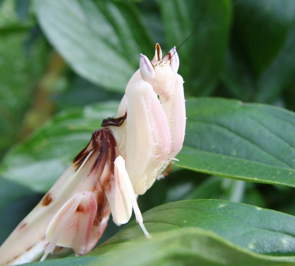 Hymenopus coronatus - Gottesanbeterinnen - Jena