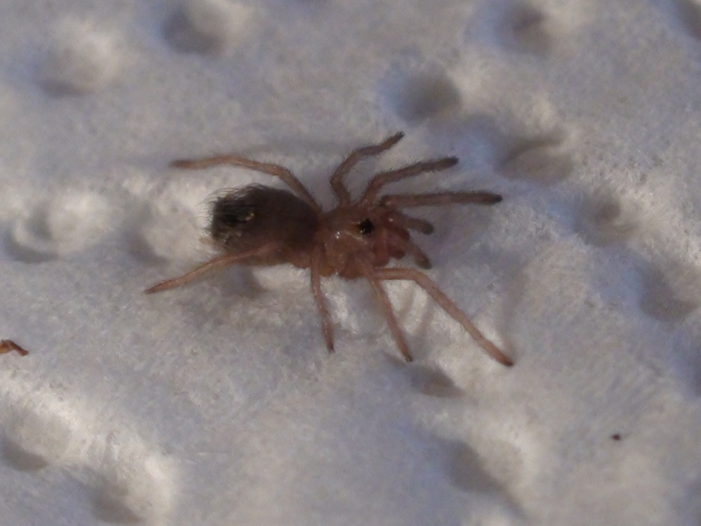 Vogelspinnen Nhandu Chromatus Spiderlinge - Spinnen - Wörth am Rhein
