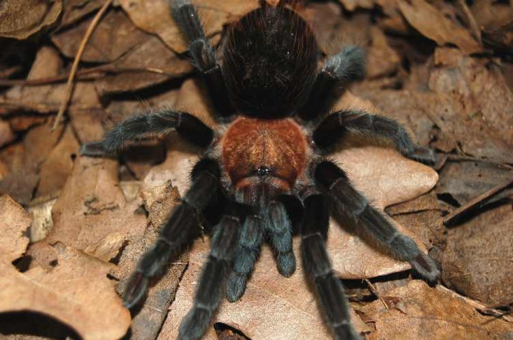 Verkaufe meine Brachypelma schroederi - Spinnen - Meißner