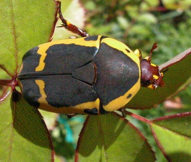 Bieten Sie cetoniidae Larven - Kaefer - France