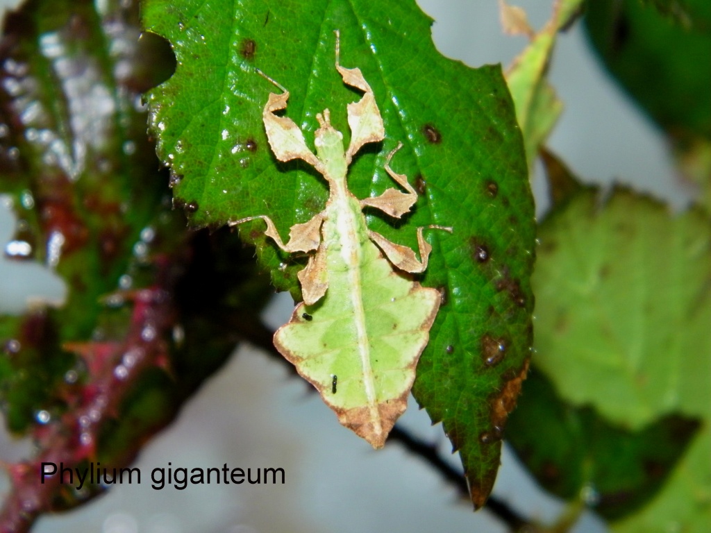 Phylium giganteum Wandelnde Blätter abzugeben - Heuschrecken - Altenburg