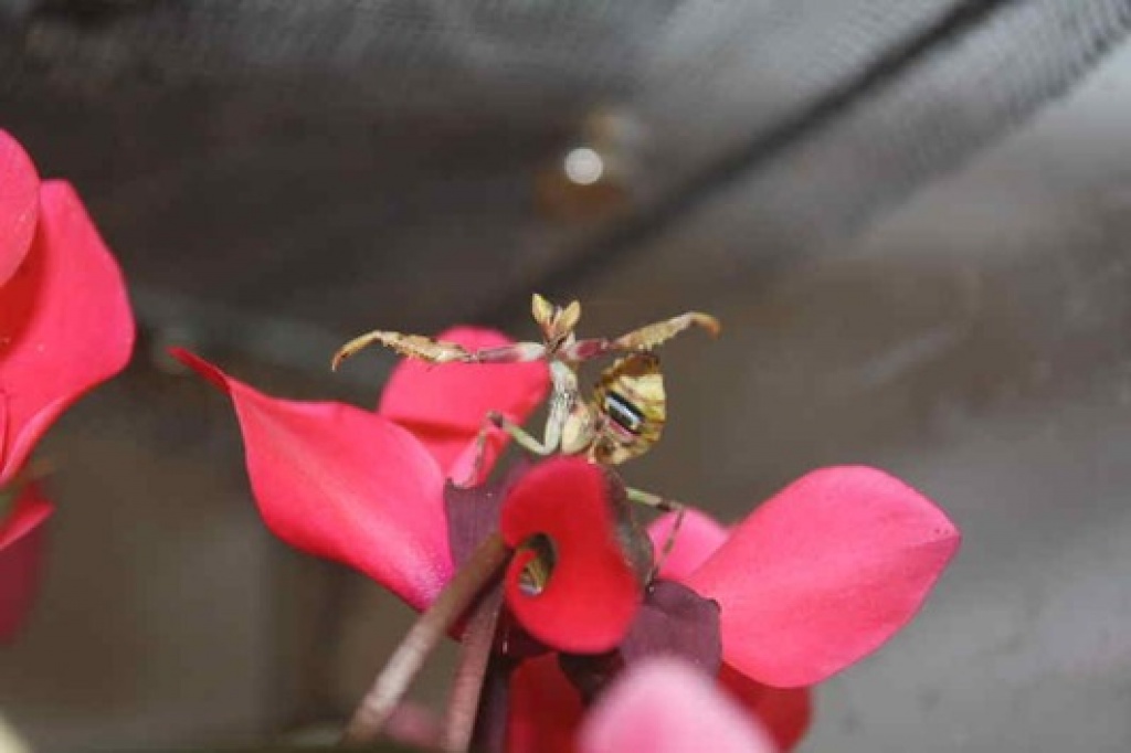 Creobroter elongatus + Spodromantis viridis - Gottesanbeterinnen - Elmenhorst