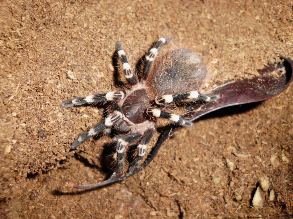 Acanthoscurria brocklehursti - Spinnen - Alkersleben