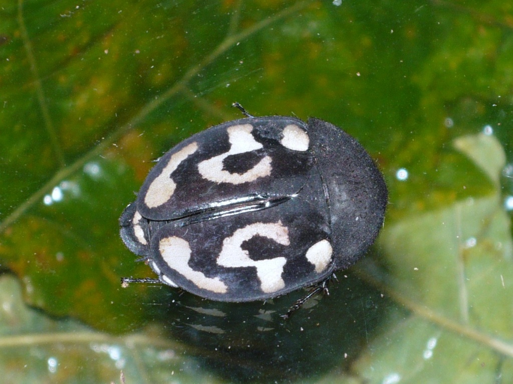 Stilpnochlora coulonia - Gottesanbeterinnen - Erfurt