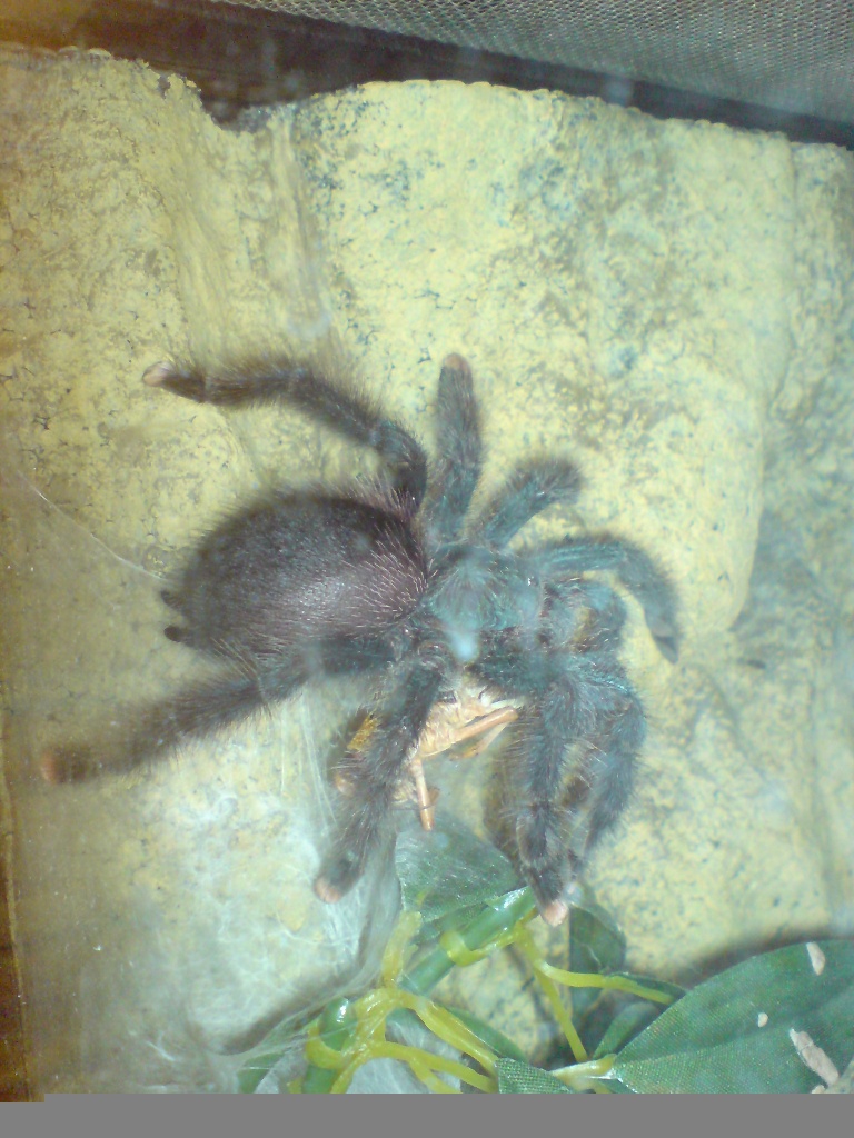 Verkaufe meine Vogelspinnen. A. avicularia - Spinnen - Walsrode