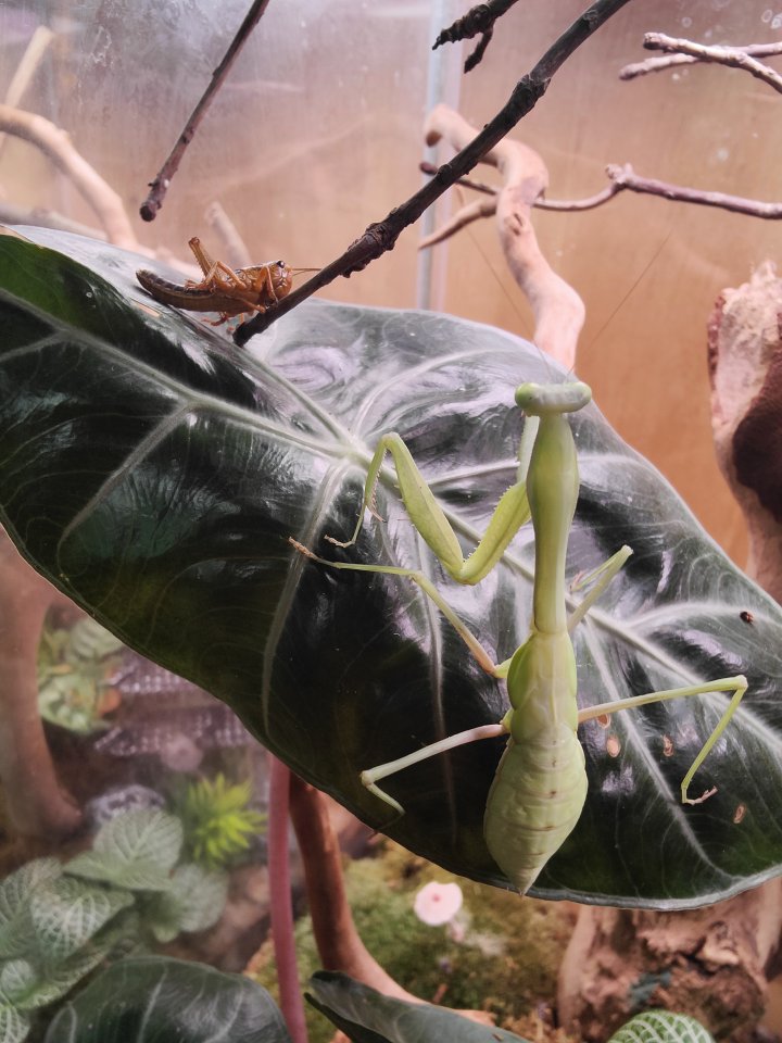 Gottesanbeterinnen (Mantiden) - Gottesanbeterinnen - Schlieren