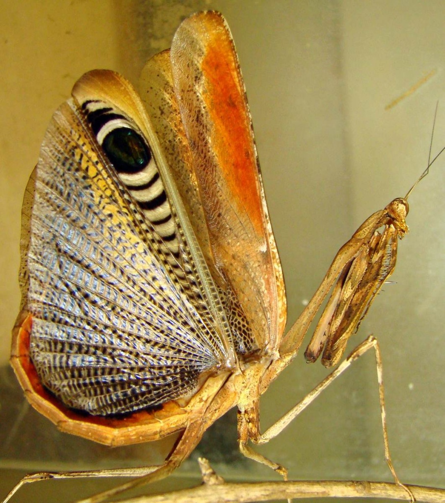 Biete Pseudempusa pinnapavonis L2 (Gottesanbeterin) - Gottesanbeterinnen - Linz am Rhein