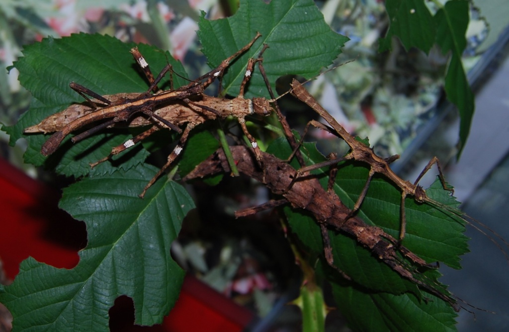 Sungaya inexpectata Lowland (geschlechtliche Zucht) - Heuschrecken - Berlin