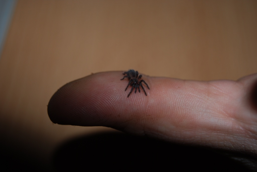Brachypelma vagans Spiderlinge - Spinnen - Berlin