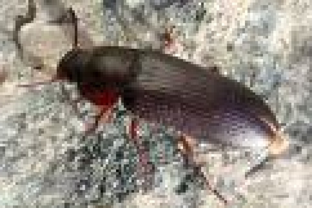 Mehlkäfer abzugeben - Kaefer - Wiesmoor