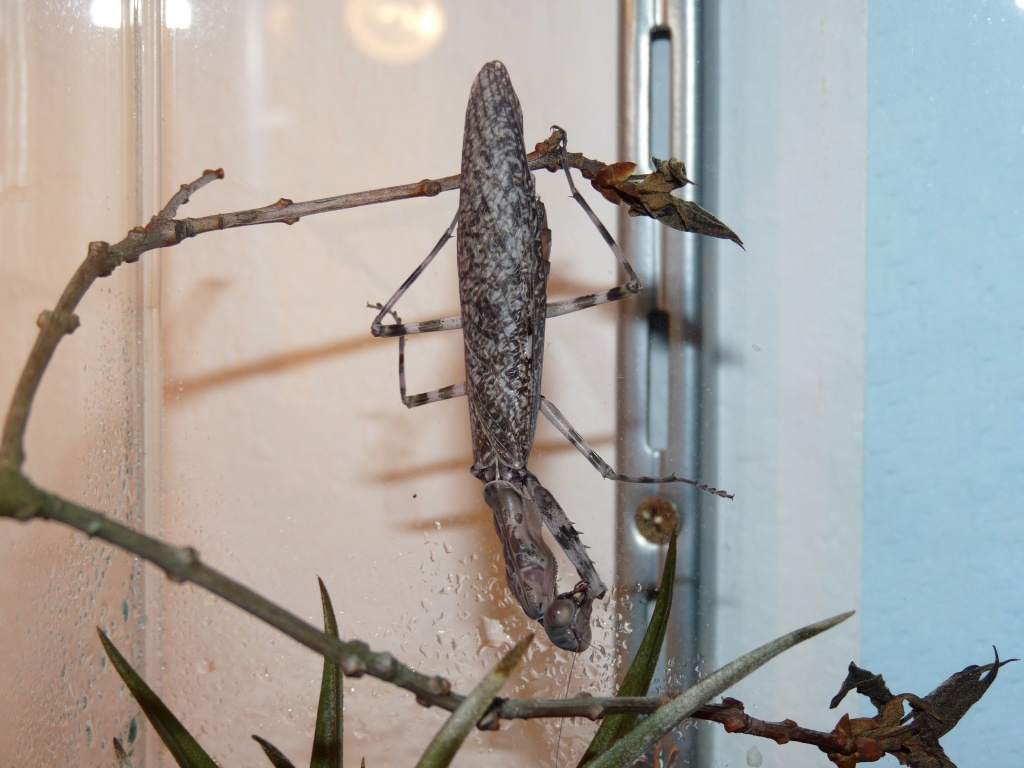 Pnigomantis medioconstricta - Gottesanbeterinnen - Hannover