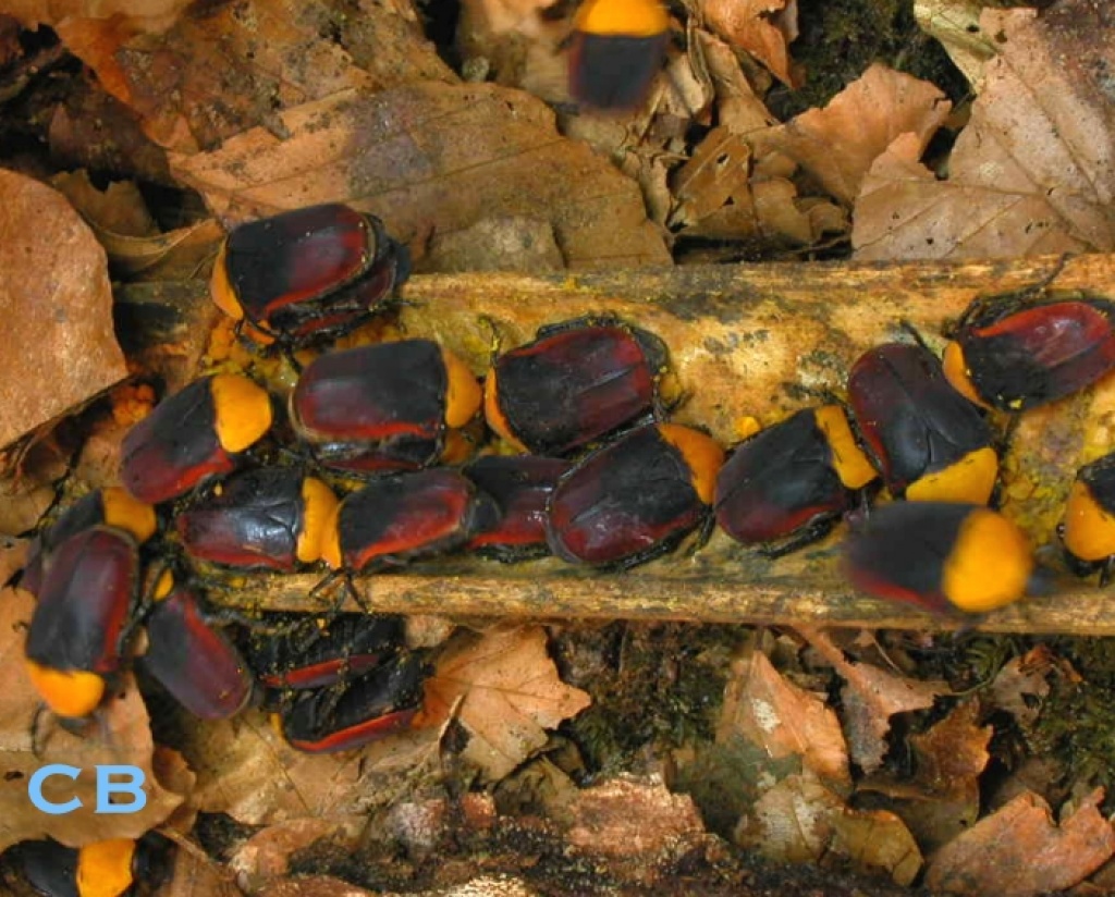 Verkauft Pachnoda thoracica - Kaefer - france