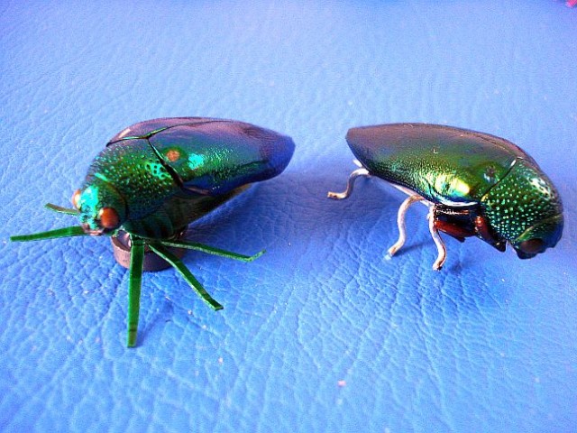 STERNOCERA - Kaefer - Bangkok