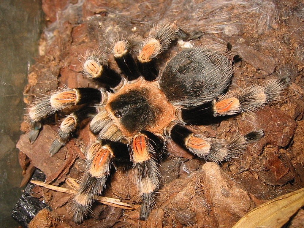 Brachypelma adulte Weibchen verschiedene sorten. - Spinnen - Sinsheim