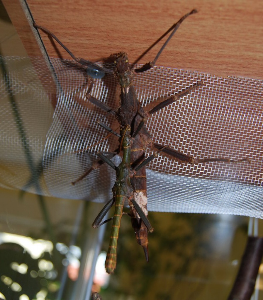 Große Gespenstschrecke - Heuschrecken - Berlin