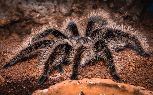 Brachypelma Albopilosum  - Spinnen - Hamburg