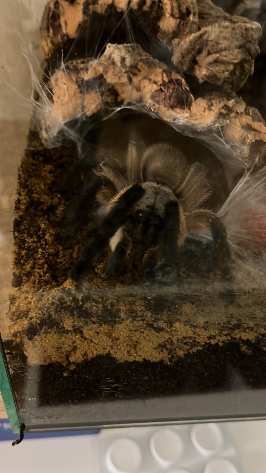 Blaue Jemen-Vogelspinne (Monocentropus balfouri) - Spinnen - Duisburg