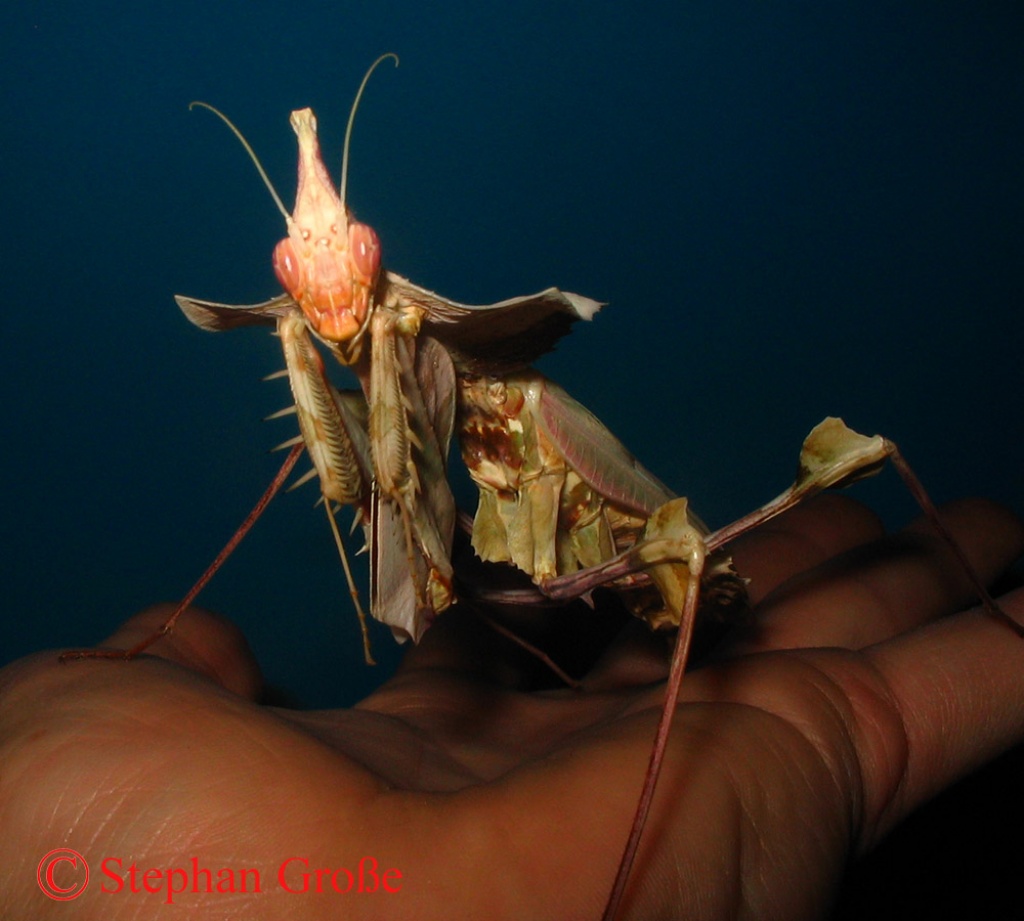 Idolomantis diabolica, Acanthops uvm. - Gottesanbeterinnen - Finsterwalde