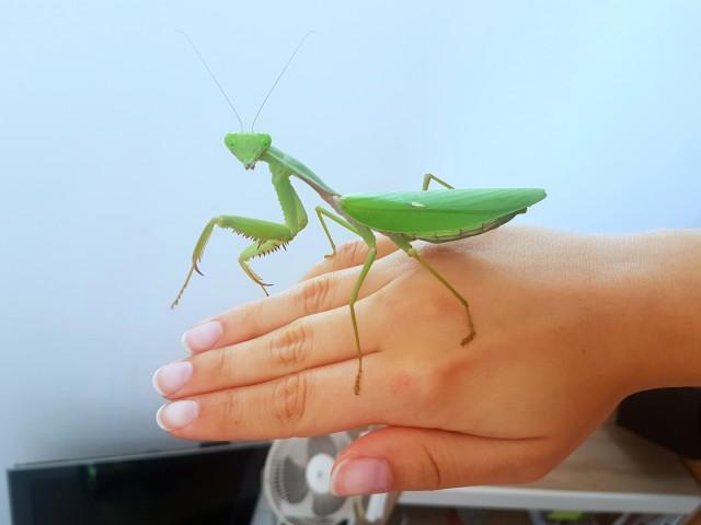 Rhombodera megaera Gottesanbeterin Mantis L1 - Gottesanbeterinnen - Schauenburg