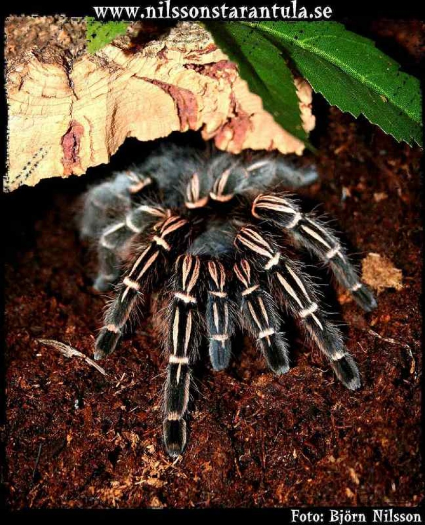 Aphonopelma seemani mit terra abzugeben - Spinnen - Lünen