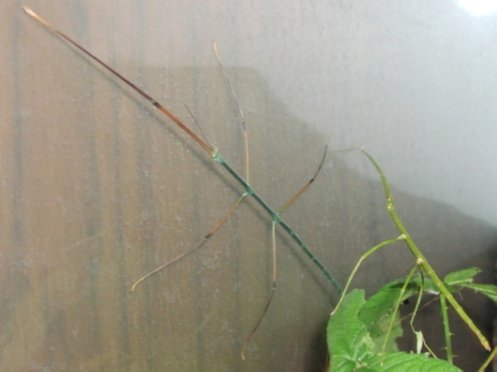 Ramulus nematodes blue - Heuschrecken - Zittau
