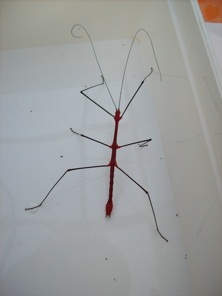 Oreophoetes peruana 5Tiere/12 Euro - Heuschrecken - Höxter