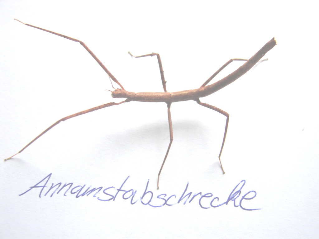 Annam-Stabschrecke Baculum extradentata - Heuschrecken - Reinsdorf