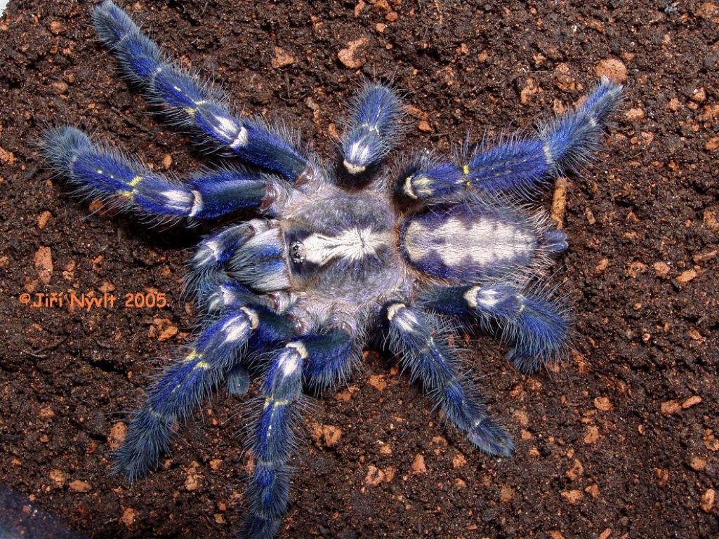 Suche eine Poecilotheria metallica sehr jung - Spinnen - Hofgeismar