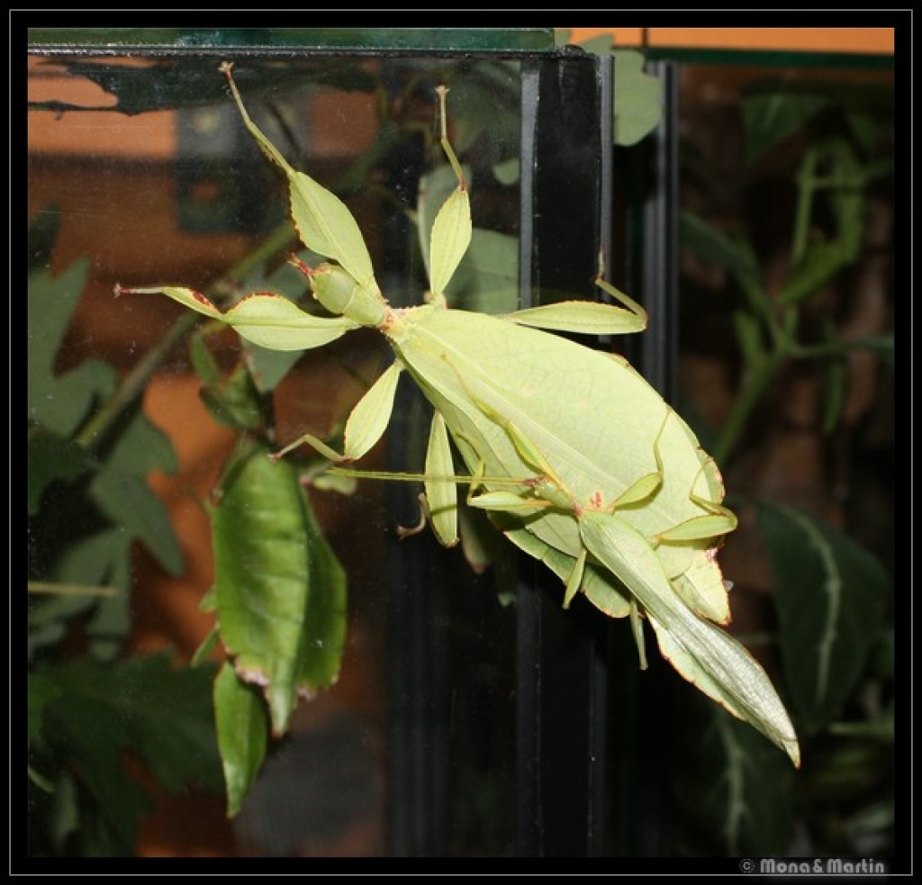 Wandelnde Blätter Phyllium phillipinen - Heuschrecken - Berlin