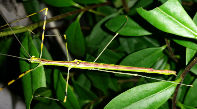 Verschiedene Phasmiden abzugeben - Sonst Insekten - Wächtersbach