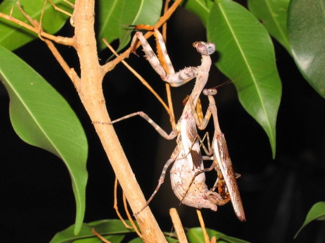 Verkaufe Parasphendale affinis - Gottesanbeterinnen - Duisburg