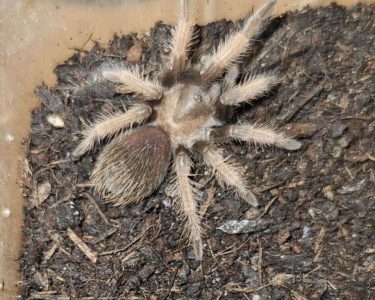 Weibliche Vogelspinnen mit Terrarien - Spinnen - Köln