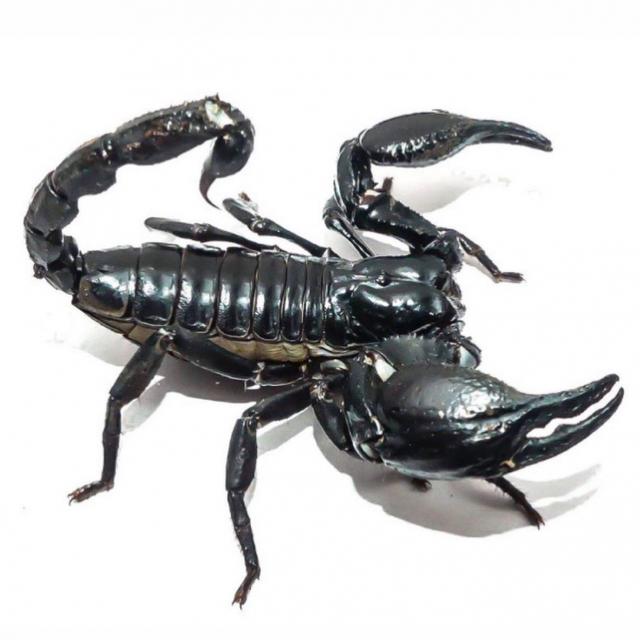 Blaue Riesenskorpione - Heterometrus sp. 