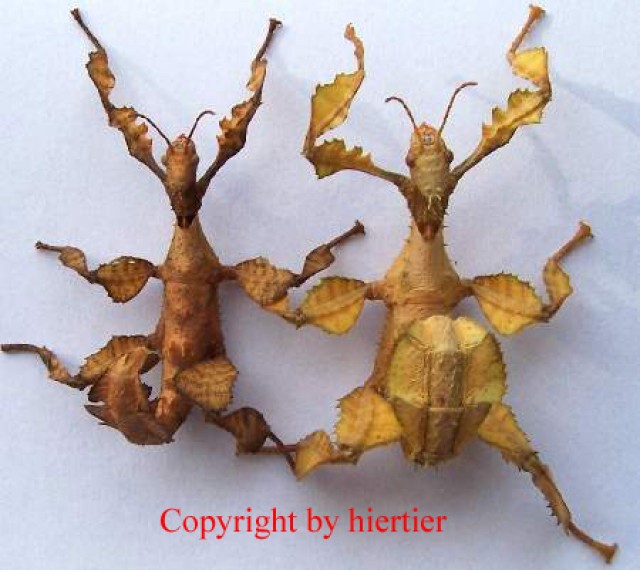 Extatosoma tiaratum  Australische Gespenstschrecken in diversen Größen/Farben - Heuschrecken - Höxter