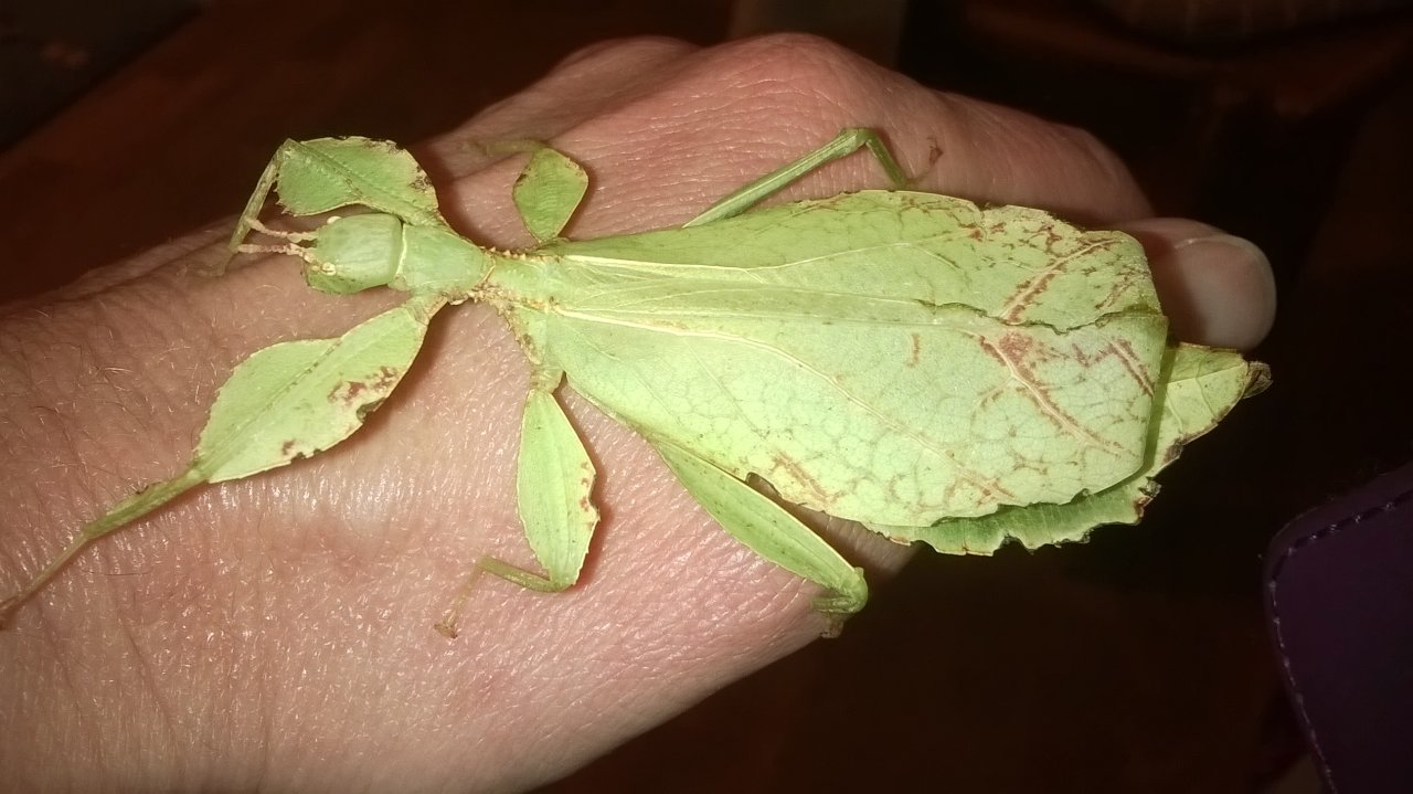 Wandelnde Blätter, Stabschrecken, Australische Gespenstschrecken - Heuschrecken - Nürnberg