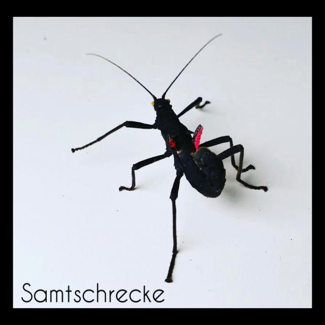 Gespenstschrecke Samtschrecke Blattschrecke wandelnde Blätter Terrarium Phasmide - Sonst Insekten - Freiburg 