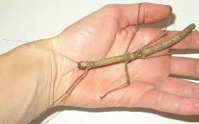 Phaenopharos khaoyaiensis  - Sonst Insekten - Berlin
