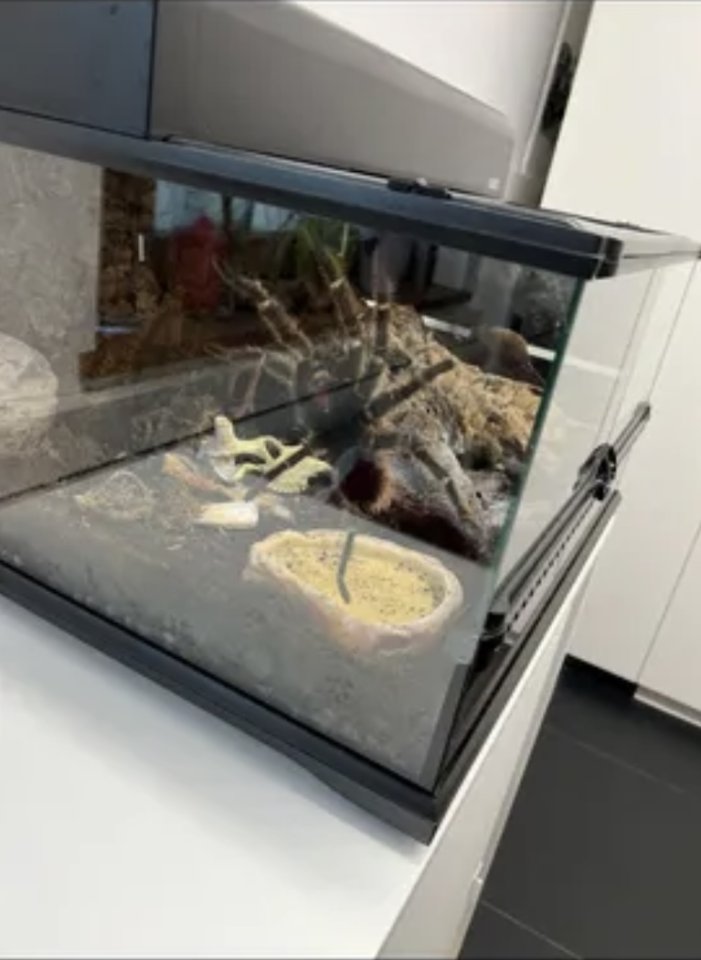 Vogelspinne Lasiodora parahybana - Spinnen - München
