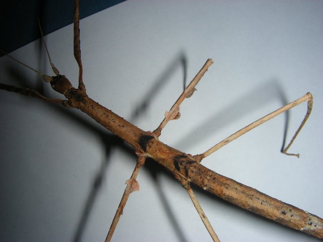 Parapachymorpha zomproi - Heuschrecken - Frisch Geschlüpfte