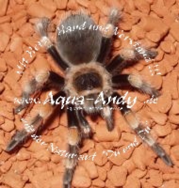 Vogelspinnen - Brachypelma Böhmei - Brachypelma Annitha - Brachypelma Emilia - - Spinnen - Volkach