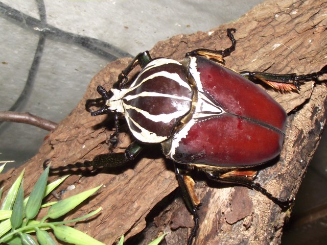 Goliathus goliathus - Kaefer - KÖLN