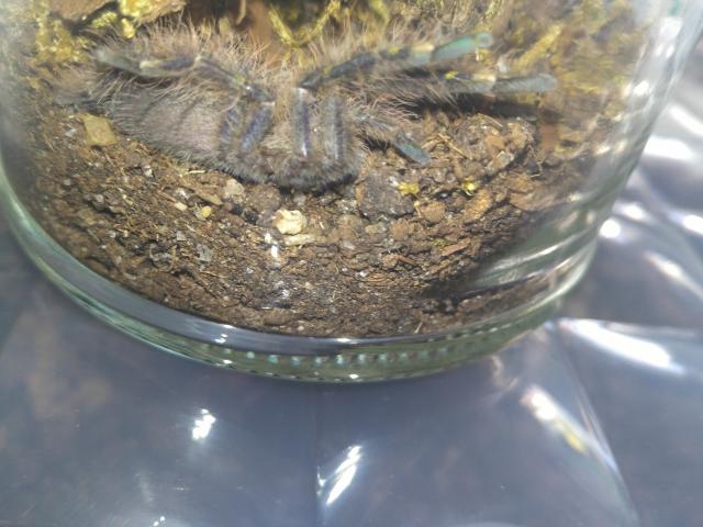 Vogelspinnen Abgabeliste - Spinnen - Bielefeld - Senne