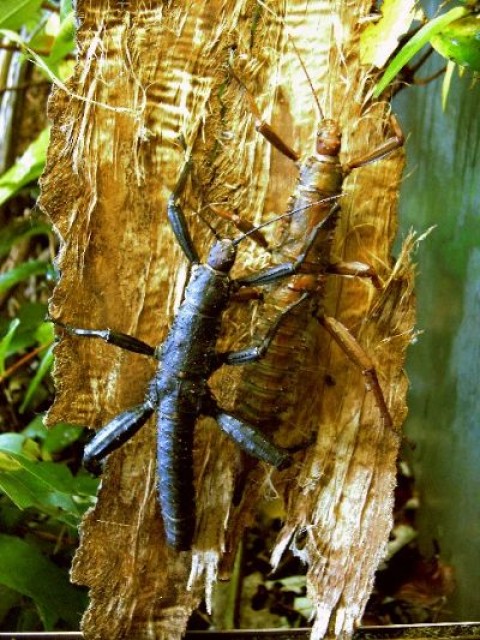 Verkaufe Junge Euryacanths calcaratas - Heuschrecken - Gotha