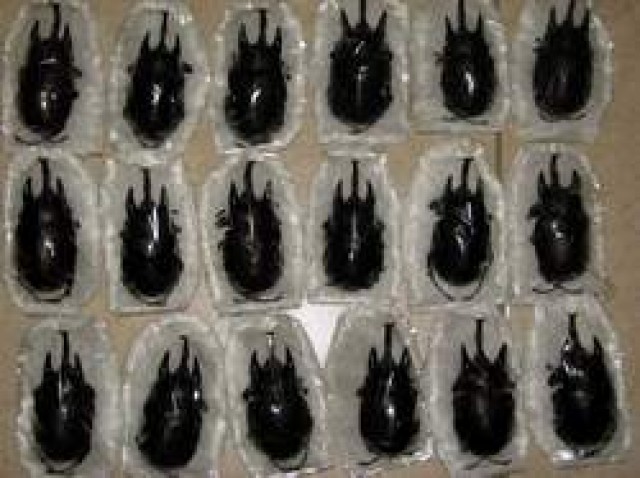 Megasona Sleeperi,Megasoma Acteon,Goliathus - Kaefer -  Humboldtstr. 28 28203 Bremen