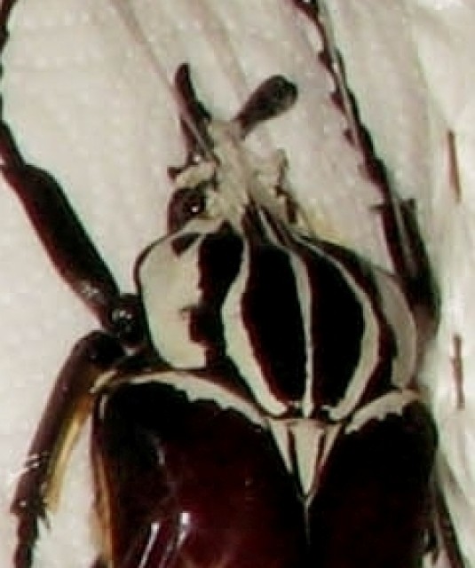 Goliathus goliathus 108mm - Sonst Insekten - Neuwied