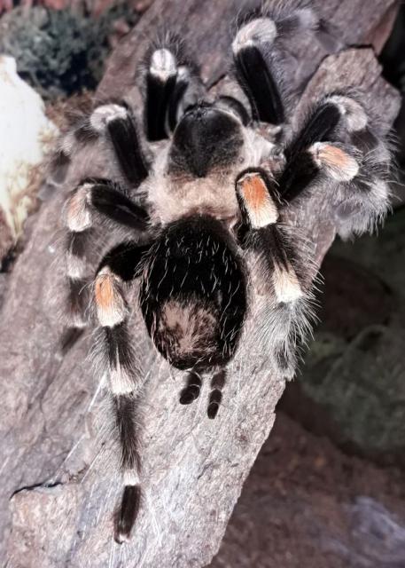 Brachypelma hamorii - Ex B. smithi - Rotknievogelspinne - Vogelspinne  - Spinnen - Langen