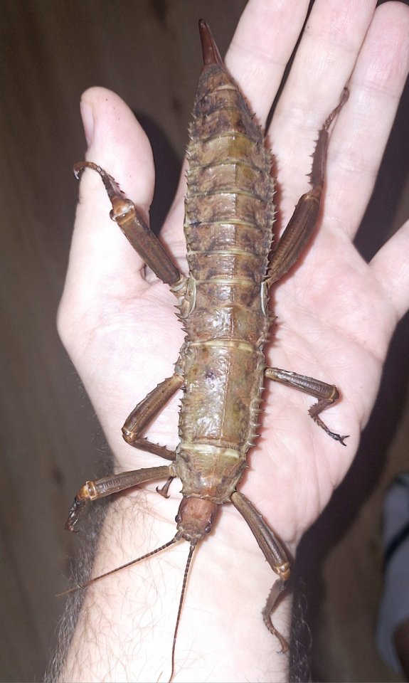 Eurycantha cf. calcarata „Aru Island - Heuschrecken - Hamburg